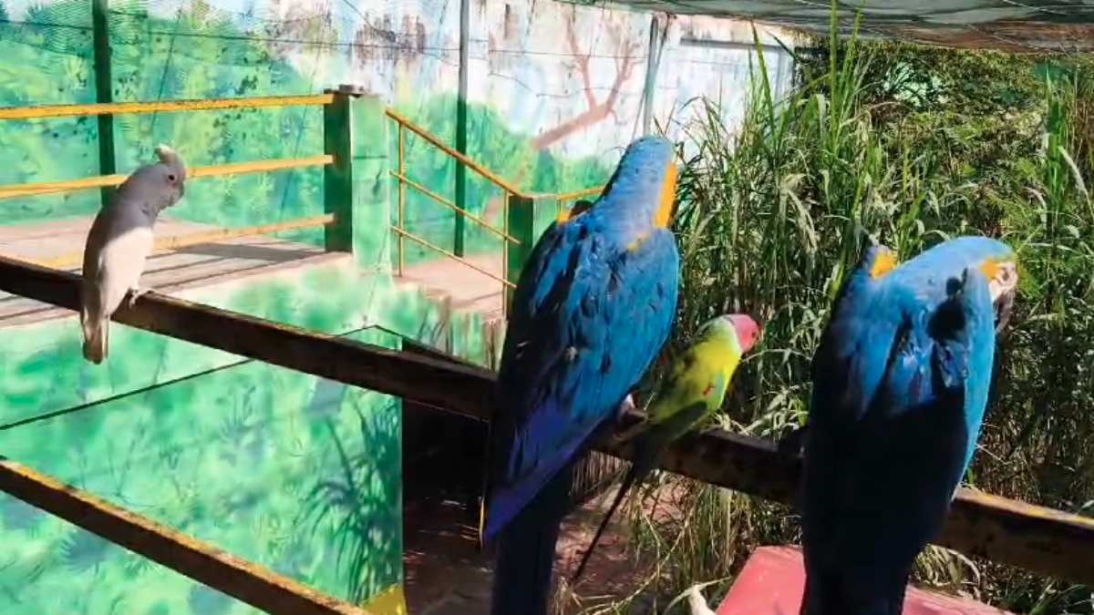 ठंड की मार से बचेंगे परिंदे: पक्षियों के लिए बना वुडन के घरौंदे, जानवरों को लेकर विशेष व्यवस्था…