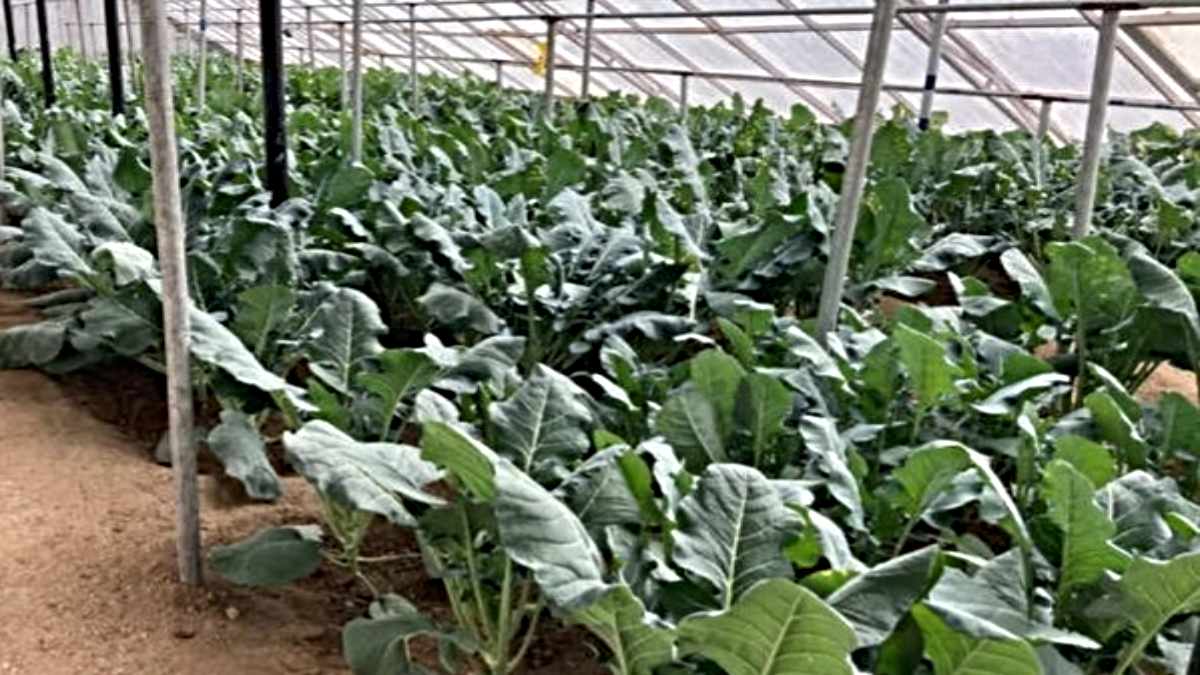 Cabbage Cultivation Details: ठंडी के मौसम में करें पत्ता गोभी की खेती, महज तीन महीने में बन जाएंगे अमीर…