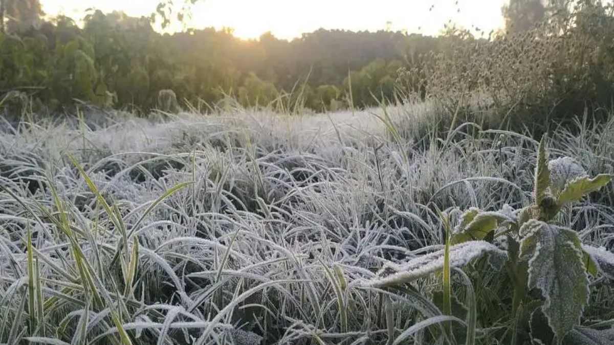 CG Weather Update: छत्तीसगढ़ में कड़ाके की ठंड, पत्तों पर जमी बर्फ की चादर, रात का पारा 3 डिग्री से नीचे गिरा, 12 जिलों में शीतलहर का यलो अलर्ट…