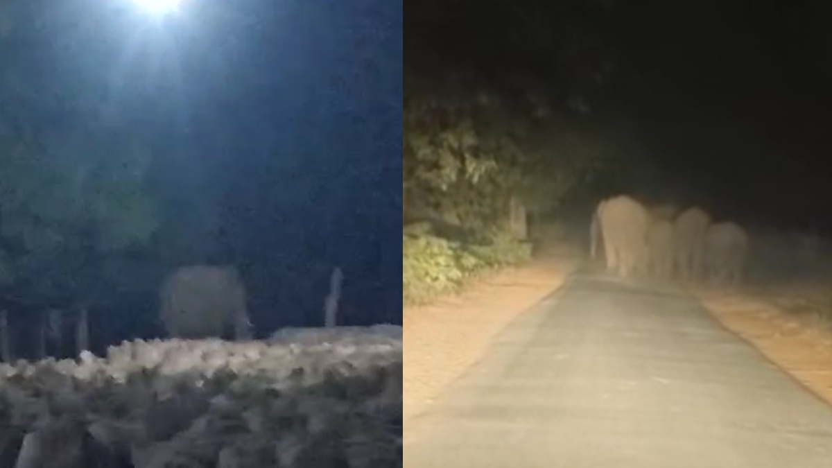 Video: ग्रामीण क्षेत्र में 40 हाथियों का झुंड मचा रहा है आतंक, धान खरीदी केंद्र में मचाया उत्पात, फिर गांव में घुसकर तोड़ा घर