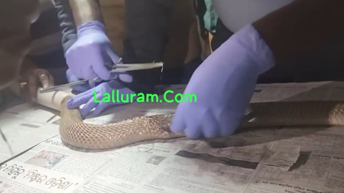 ओडिशा में डॉक्टरों ने किया कोबरा का ऑपरेशन… आए 11 टाके, देंखे Video