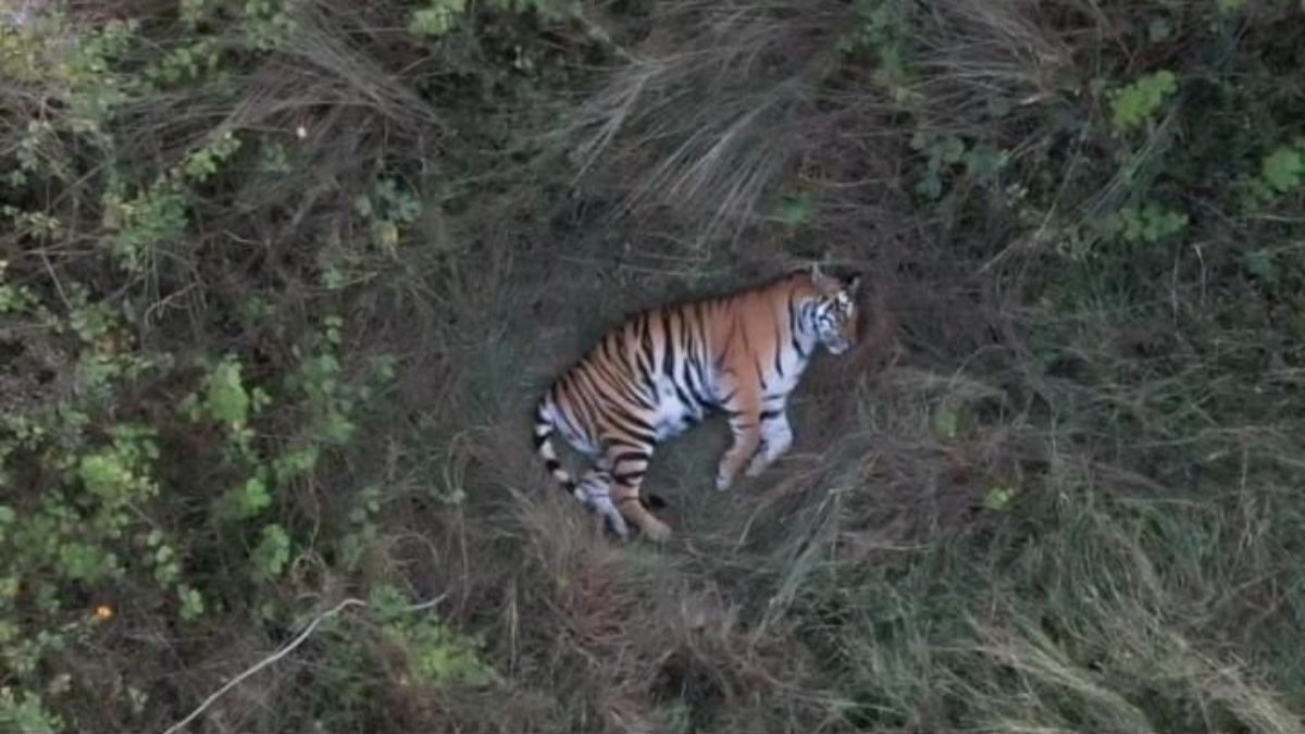 CG News: आवासीय क्षेत्र में बाघ की दहाड़ से दहशत में ग्रामीण, आराम फरमाते ड्रोन कैमरे में कैद हुई तस्वीर…
