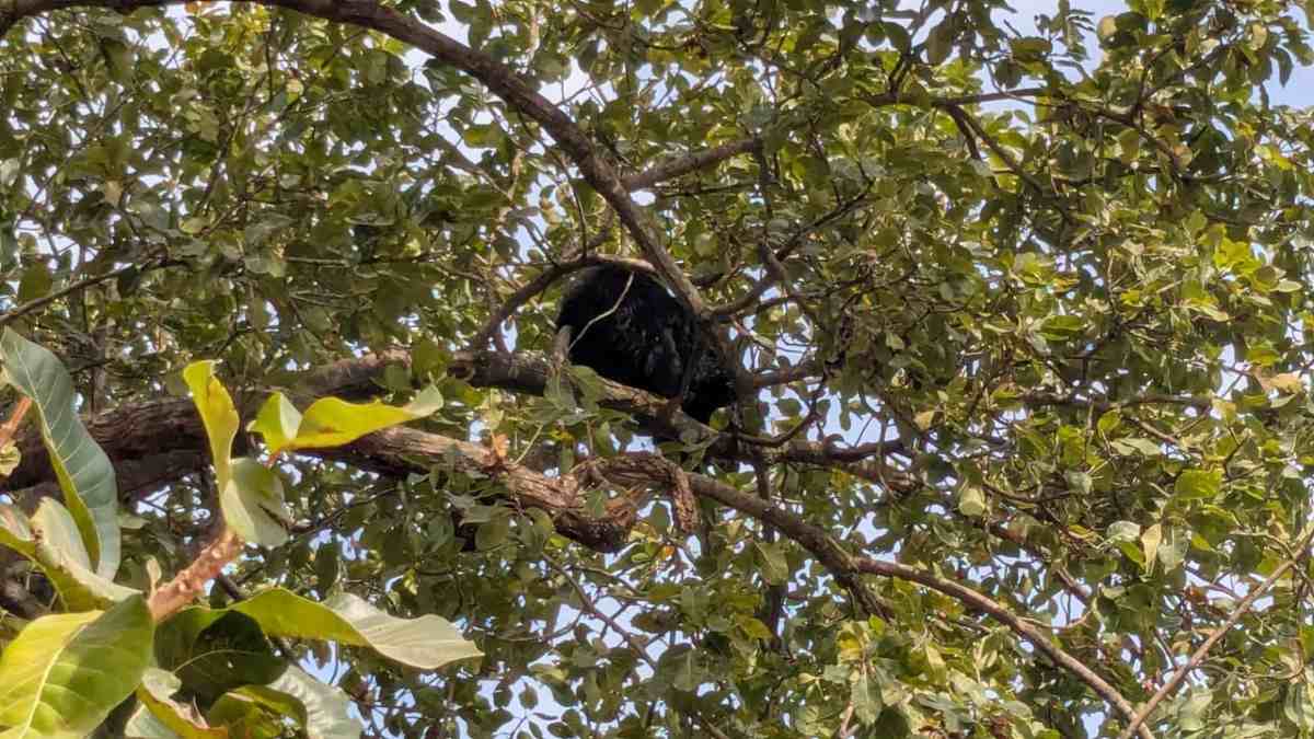 Bear Video: पेड़ पर चढ़ा भालू, रेस्क्यू ऑपरेशन में जुटी वन विभाग और पुलिस की टीम