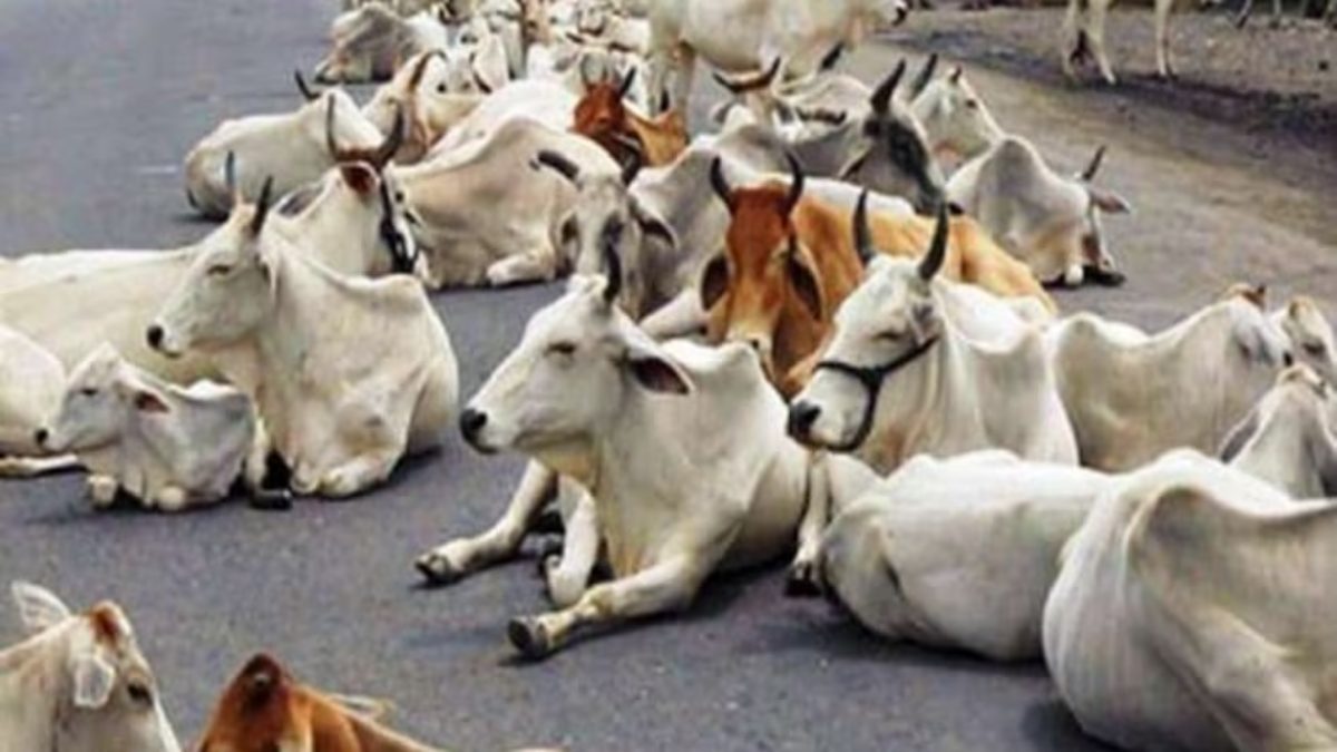 Uttarakhand News: पशु क्रूरता निवारण समिति की बैठक, ठंड में निराश्रित गोवंशों को बचाने के लिए दिए गए ये निर्देश