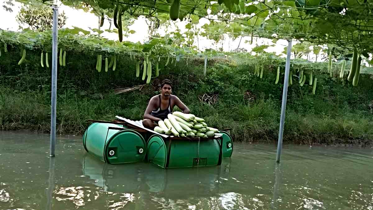 Agricultural Laboratory: नीचे मछली का तालाब, ऊपर सब्जी की दुकान, किसान ने जबरदस्त दिमाग लगाकर की अपनी कमाई दोगुनी…