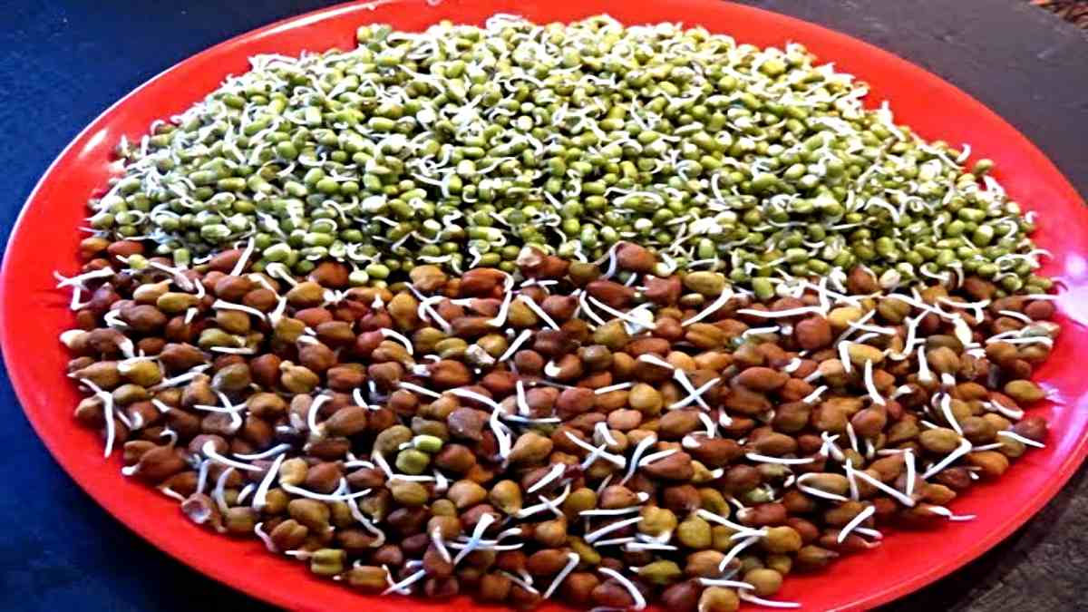 Dal Ankurit Kaise Kare: ठंड के मौसम में अंकुरित नहीं हो रहे स्प्राउट्स, तो ये टिप्स आएँगे काम…