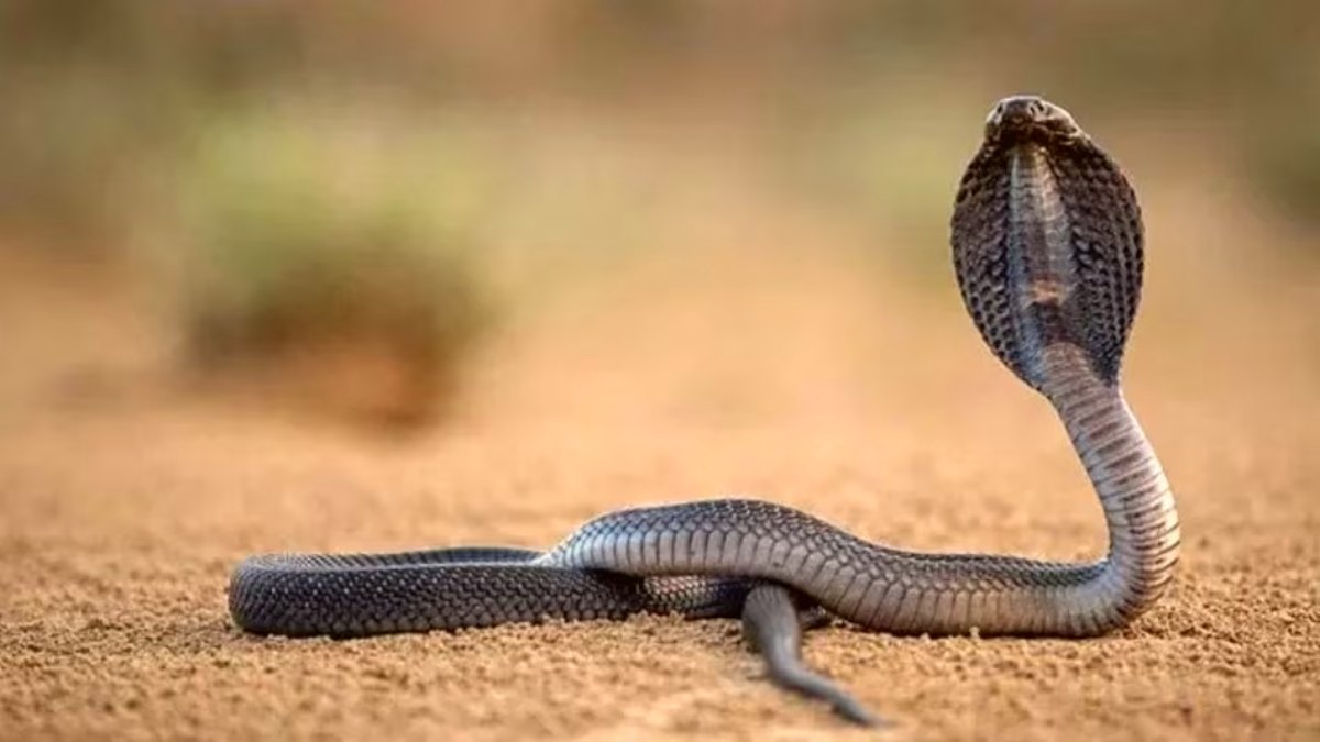 बदले की धधकती आग! नाग के ‘कातिल’ को खोज-खोजकर बदला ले रही नागिन, अब तक 4 बार बना चुकी है शिकार, जानिए इंतकाम की पूरी कहानी…