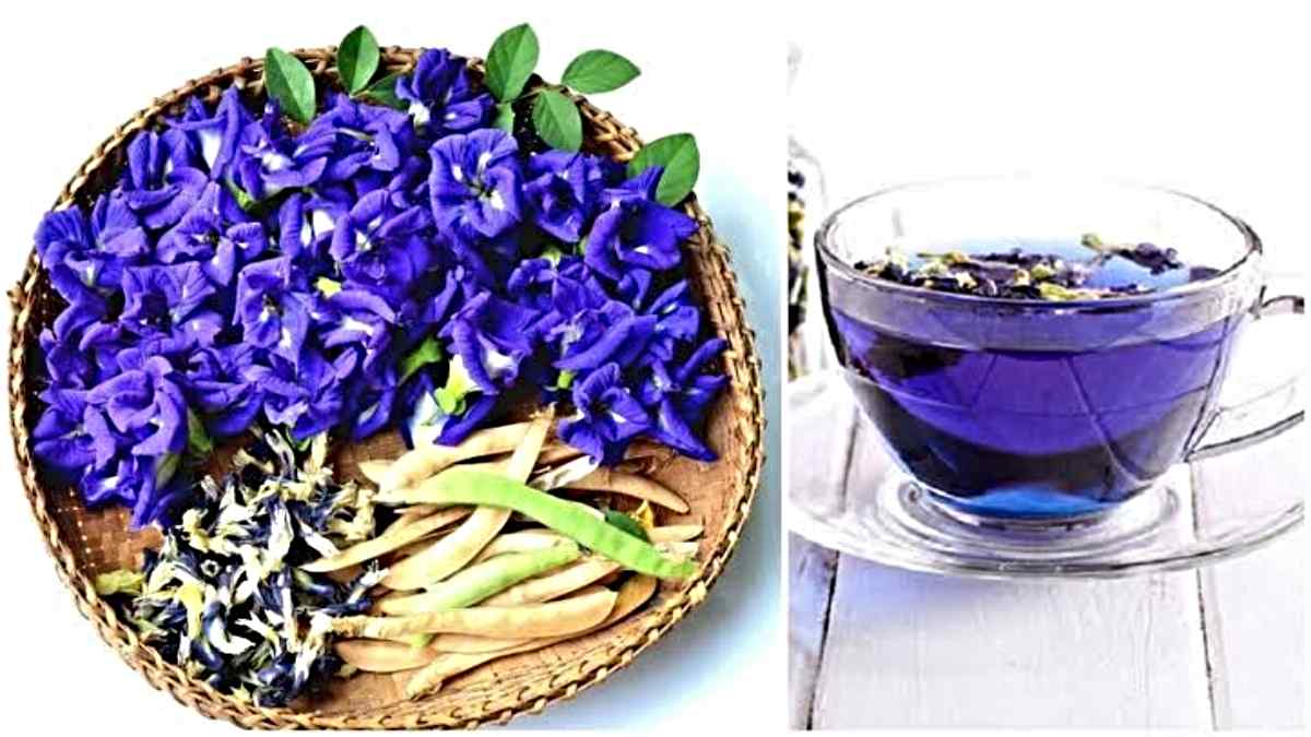 Blue Tea: अगर आप भी नेचुरल प्रोडक्ट खाना और पीना करते हैं पसंद, तो आपको भी जरूर पीनी चाहिए ये ब्लू टी…