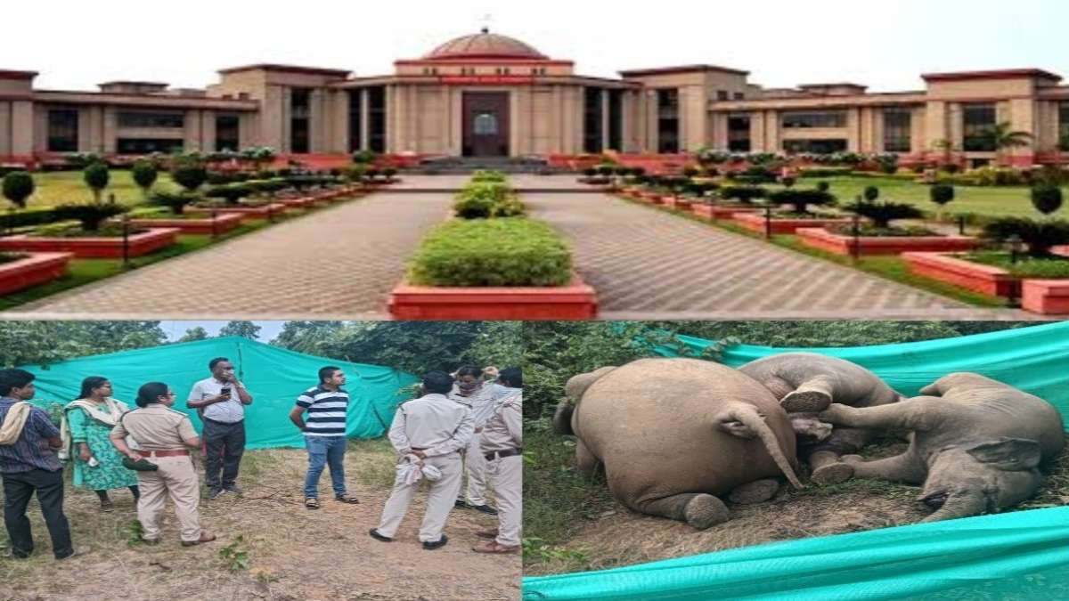 तीन हाथियों की मौत के मामले में हाईकोर्ट में हुई सुनवाई, CSPDCL के मैनेजिंग डायरेक्टर और ऊर्जा सचिव ने पेश किया शपथ पत्र