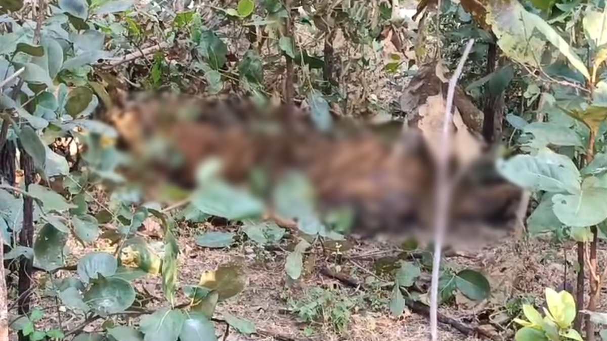 जंगल में मिला बाघ का सड़ा-गला शव: 3 नाखून और 4 दांत गायब, वन अमले में मचा हड़कंप