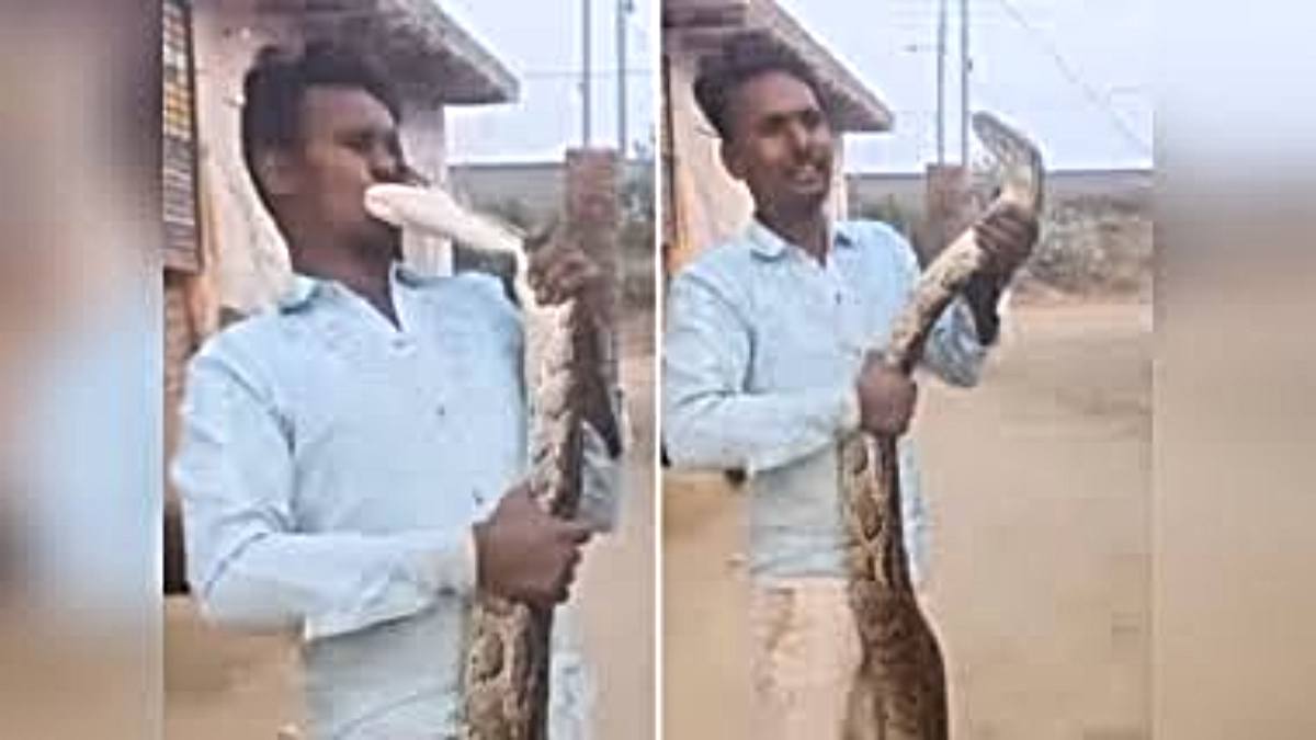 Viral Video: अजगर के साथ मस्ती करना युवक को पड़ा भारी, देखते ही देखते सांप ने जबड़े को दबोचा… देखे वीडियो…