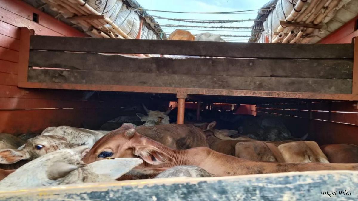 गौ तस्करों पर नकेल : पुलिस को चकमा देकर भाग रहे थे आरोपी, फंसे तो कर दी फायरिंग, जवाब में खाकी ने चलाई गोली, एक घायल