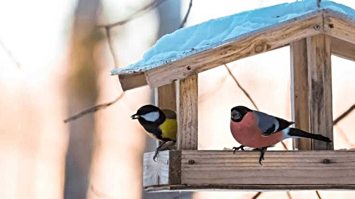 Bird Care Tips: सर्दी के मौसम में पक्षियों का भी रखना होता है खास ख्याल, यहाँ जाने क्या करें…
