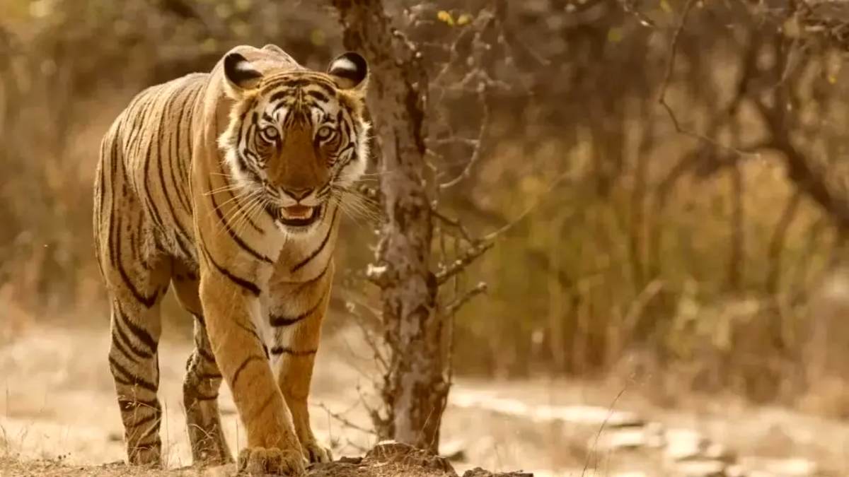 आदमखोर का आतंकः बाघ ने महिला को बनाया शिकार, गुस्साए ग्रामीणों ने NH किया जाम, हमले की घटना जानकर दहल जाएगा दिल…