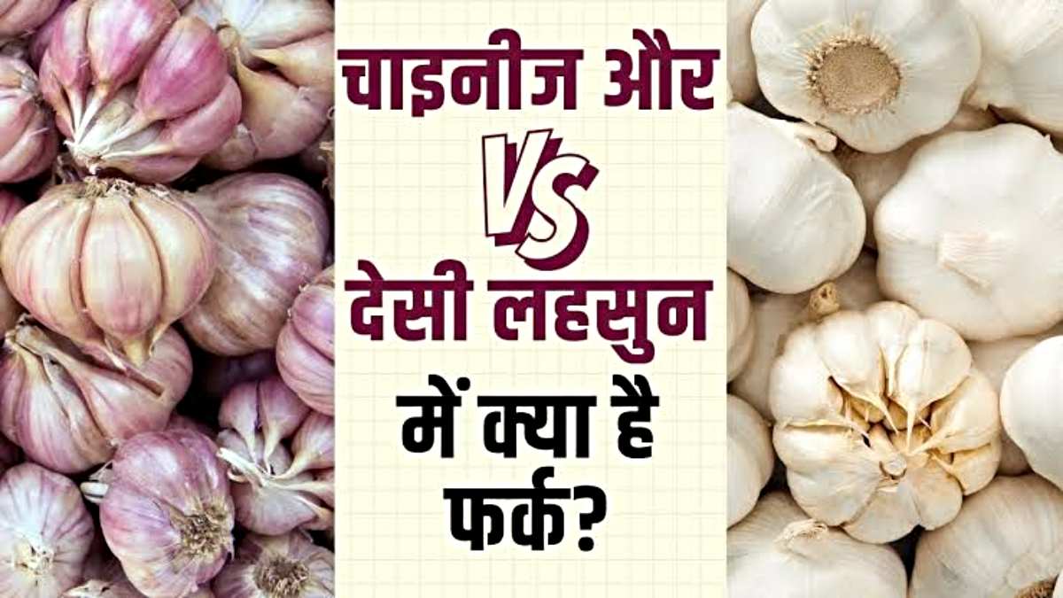 Fake Garlic: कहीं आप भी तो नहीं खा रहे नकली लहसुन? इस तरह करें असली और नकली की पहचान…b