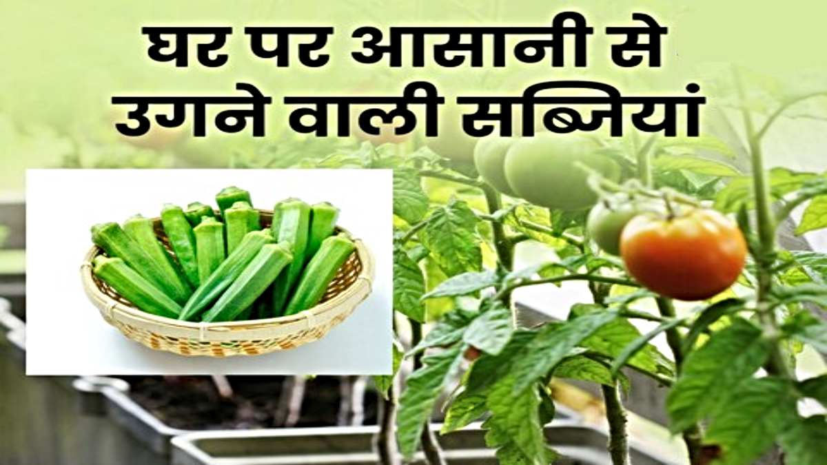 Gardening Hacks: सब्जियों की बागवानी, किचिन गार्डन में ये सब्जियां करती है जल्दी ग्रोथ…