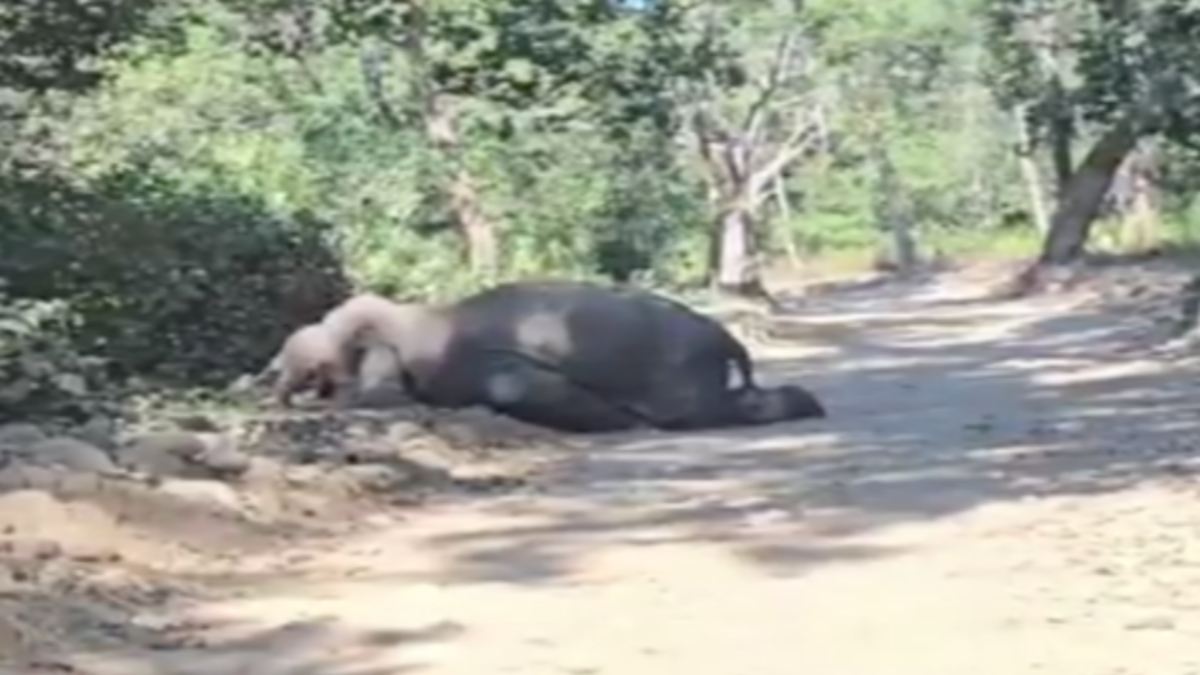 ‘गजराज’ की मौत से वन अमले में हड़कंप: बाघ ने हाथी को इतना दौड़ाया कि चली गई जान, VIDEO VIRAL