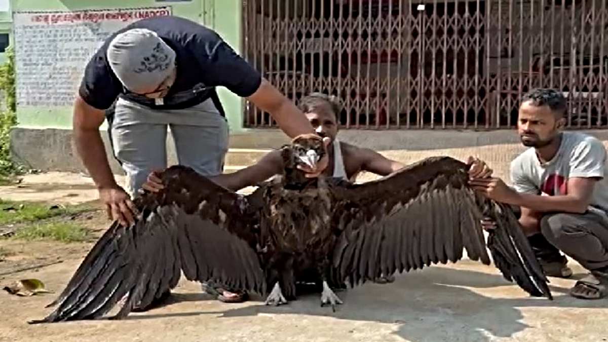 Rare Bird Found: किसान के खेत में गिरा दुर्लभ पक्षी, 2 मीटर लंबे हैं पंख, वजन जानकर उड़ जाएंगे आपके होश…