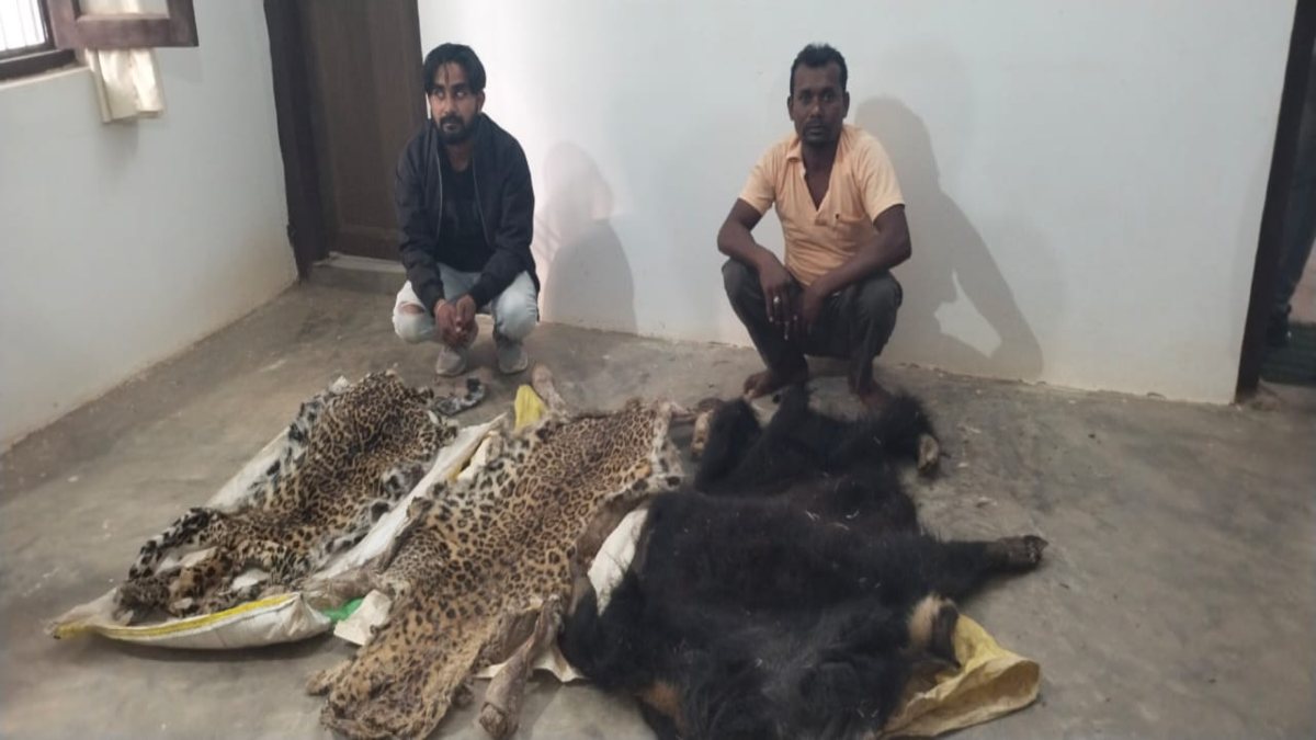 छत्तीसगढ़ में हो रही थी तेंदुए-भालू के खाल और हाथी दांत की तस्करी, 5 तस्कर चढ़े उड़नदस्ता टीम के हत्थे..
