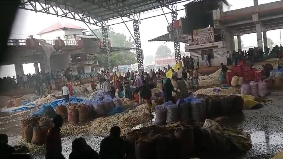 बेमौसम बारिश से अन्नदाता परेशानः मंदसौर मंडी में लहसुन बहा, खंडवा में गिरे ओले, सिंगरौली में कड़ाके की ठंड, गुना में 20.4 मिमी बारिश, बैतूल में भी झमाझम