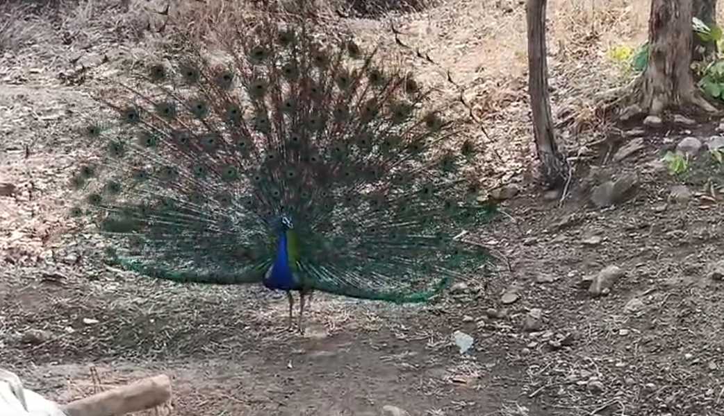 Panna Tiger Reserve: मयूर नृत्य से बिलासपुर के पर्यटकों का स्वागत, शावकों के साथ बाघ का भी हुआ दीदार, सोशल मीडिया पर वीडियो वायरल