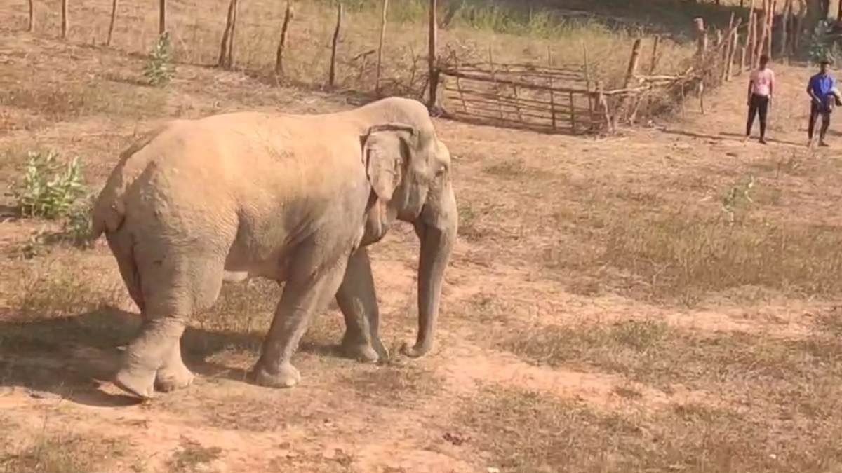 CG News: गांव में घुसा घायल जंगली हाथी, सैकड़ों की संख्या में भगाने पहुंचे ग्रामीण, देखें वीडियो…