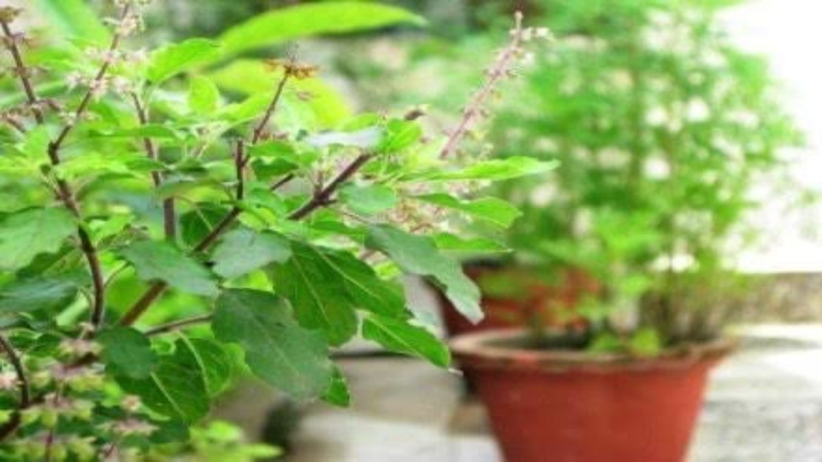 Tulsi care in winter: ठंड में मुरझाने लगते हैं तुलसी के पौधे, तो इस तरह से करें देखभाल