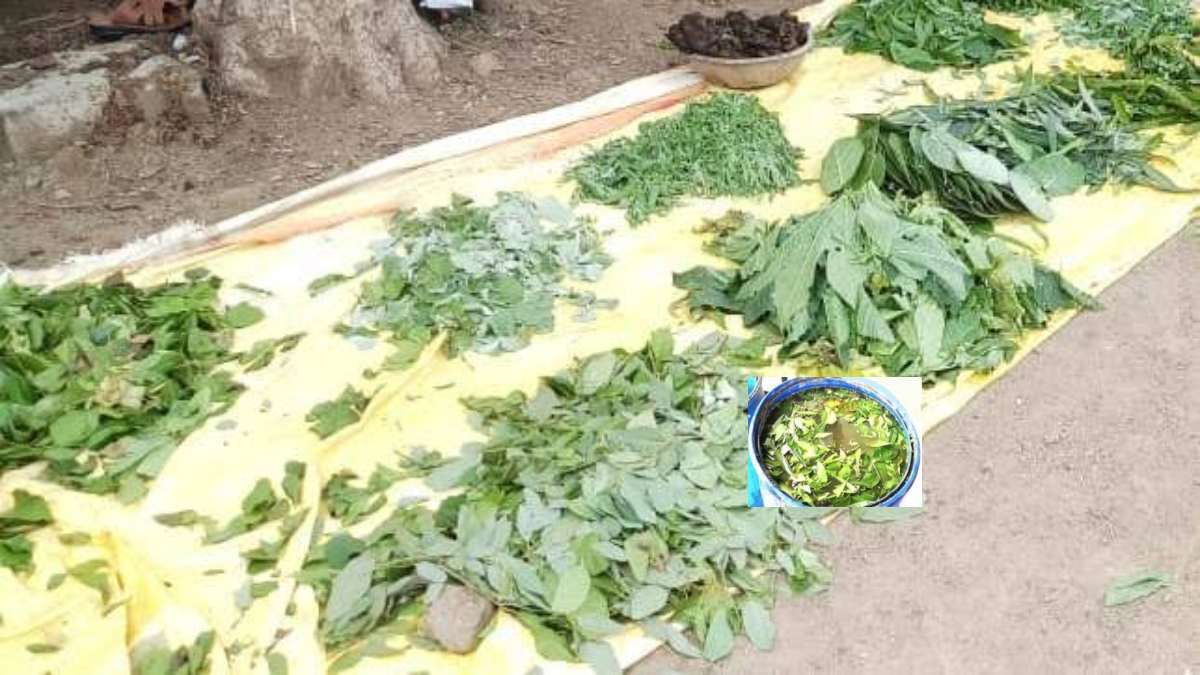 फलों और सब्जियों के रस चूसने वाले कीड़ों का जानी दुश्मन है दाशपर्णी अर्क, इस सरल विधि से बनाएं इसे…