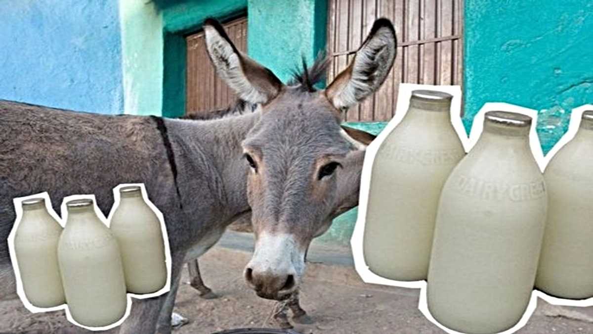 Gadhi ka Doodh: फ्यूचर मिल्क बनाने की हो रही तैयारी, FSSAI को लिखा पत्र…