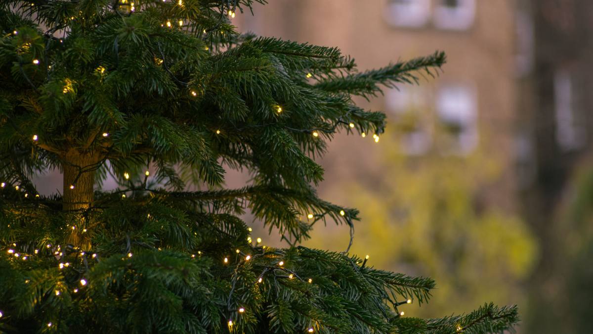 घर में Christmas Tree रखना होता है शुभ, ठंड में इस तरह से करें इनकी देखभाल…