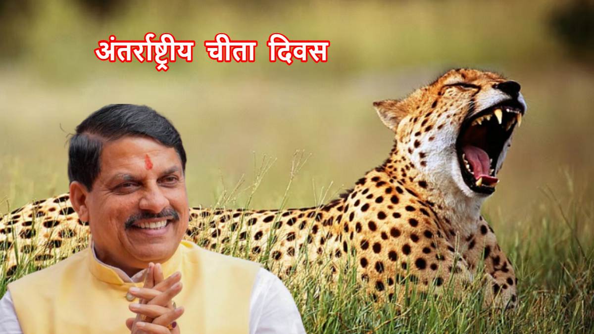 International Cheetah Day: सीएम डॉ मोहन ने अंतर्राष्ट्रीय चीता दिवस की दी बधाई, कहा- जल्द ही माधव टाइगर रिजर्व को देंगे स्वीकृति