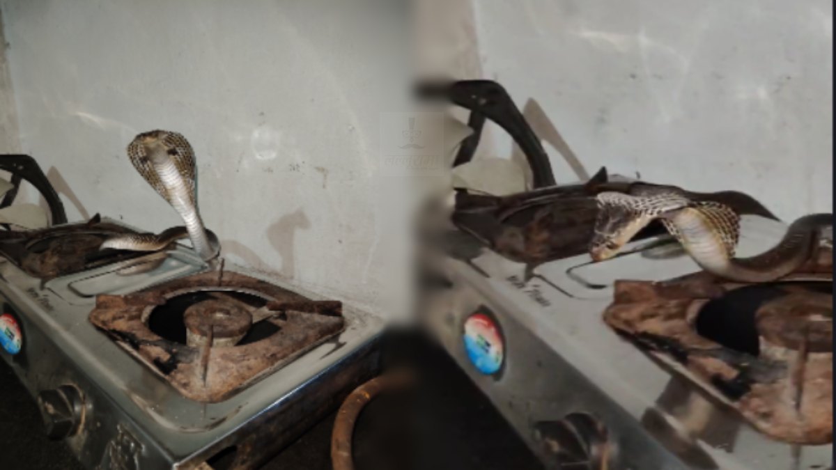 CG News : किचन में महाराजा की तरह फन फैलाए बैठा था 5 फीट लंबा किंग कोबरा, चाय बनाने पहुंची महिला के उड़े होश, देखें वीडियो…