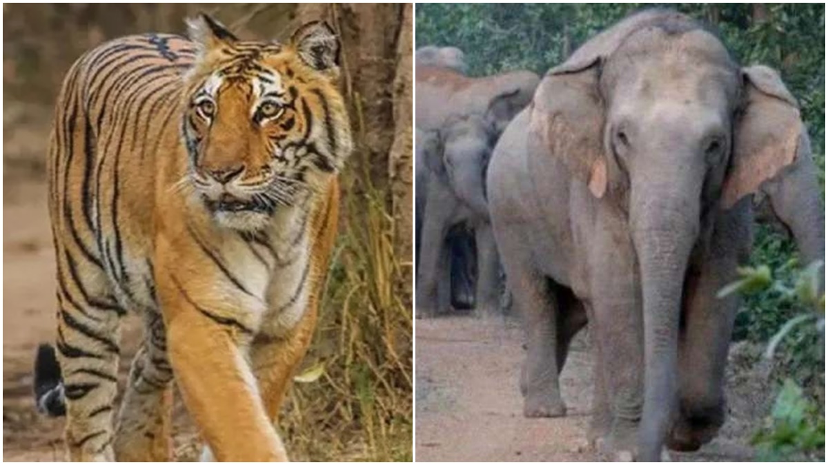 MP के जंगलों में वन्य प्राणियों के बीच नहीं होगा मानव दखल, हाथी और बाघ की मौत के बाद सरकार ने उठाया बड़ा कदम