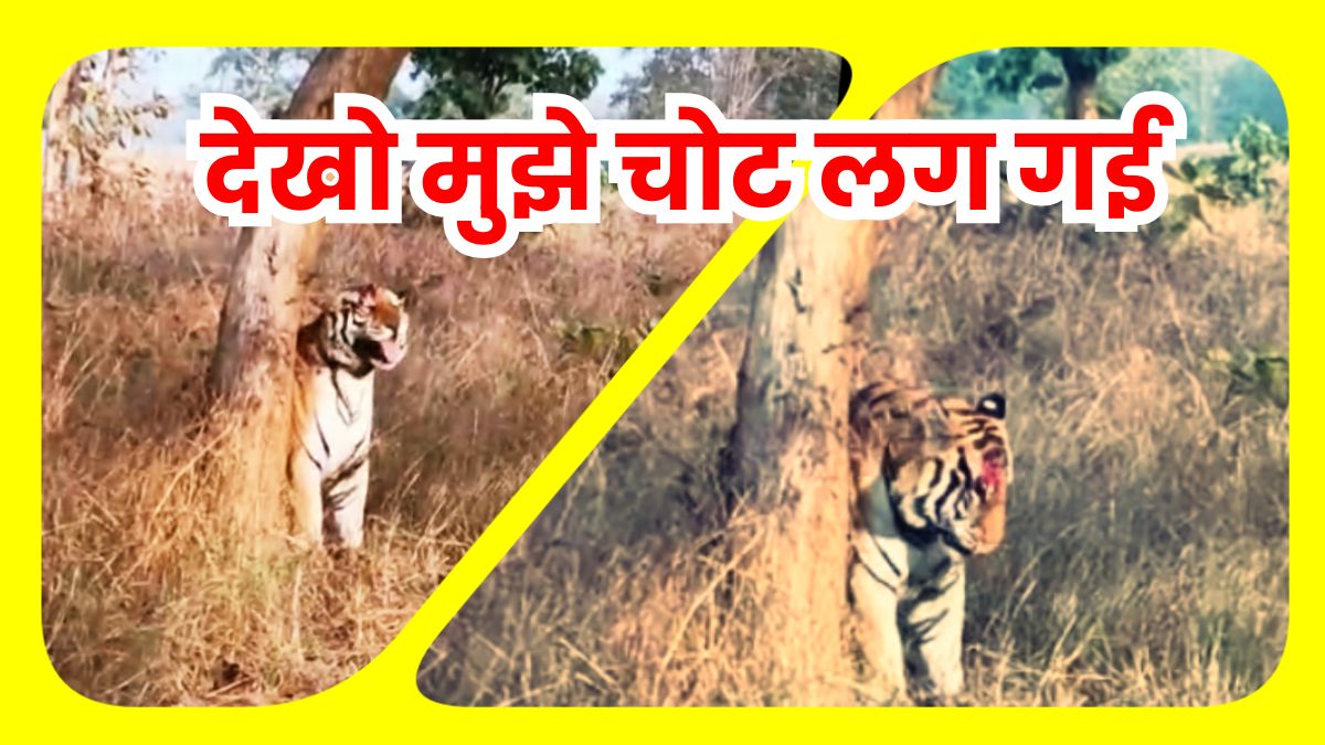 Panna Tiger Reserve का बाघ हुआ घायल, पर्यटकों को दिखाने लगा अपनी चोट, देखें Video