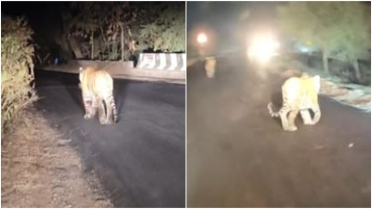 कार सवारों का जब बाघों से हुआ सामना, सड़क पर चहलकदमी करते देख उड़े होश, Video वायरल  