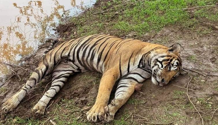 Tiger Death in Ranthambore: रणथंभौर में टेरिटोरियल फाइट, 1 टाइगर की मौत