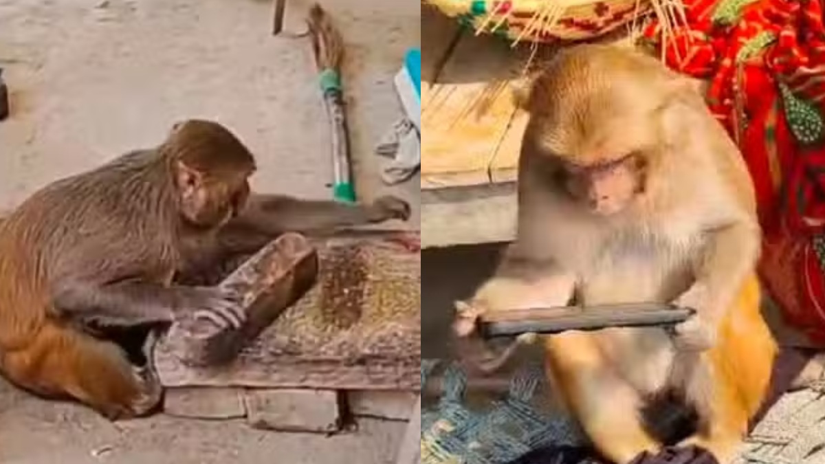ओ भाई ! पेड़ों पर उछल कूद करने के बजाय घर का सारा काम करती है ये बंदरिया, VIDEO देखकर चकरा जाएगा माथा