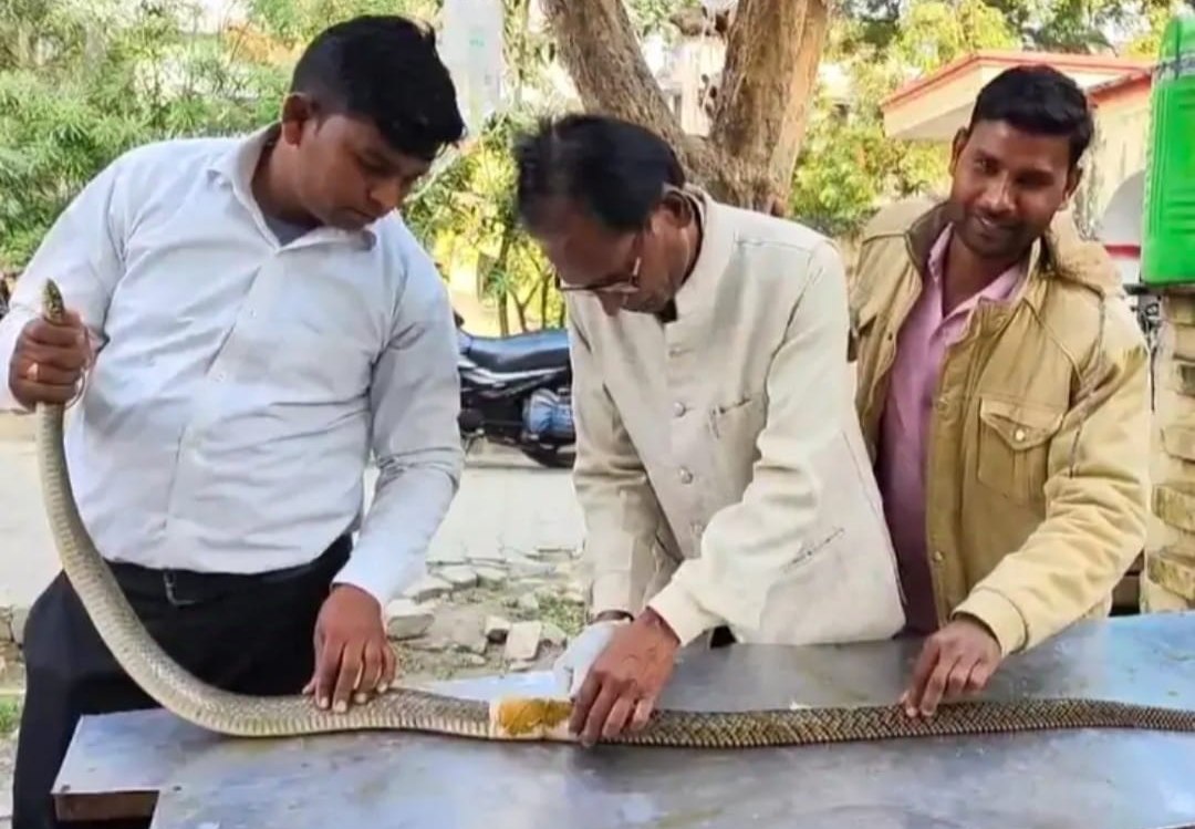 घोड़े से भी तेज दौड़ता है ये सांप, घायल अवस्था में देख युवक का पसीज गया दिला, डॉक्टर से करवाया इलाज