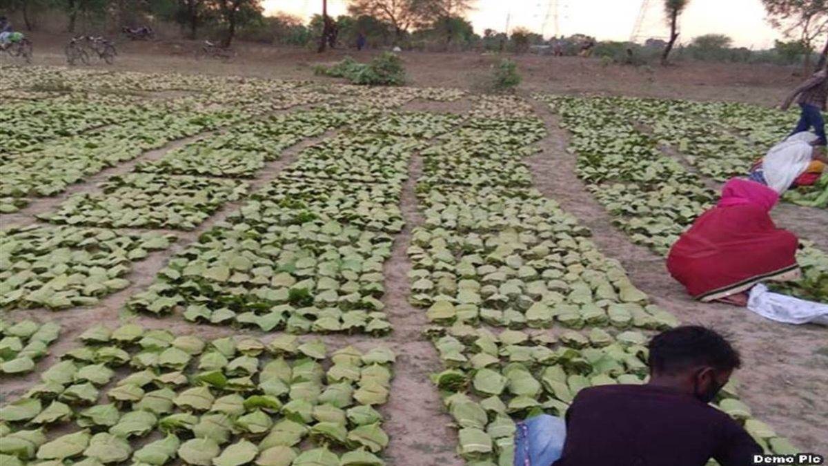 तेंदूपत्ता संग्राहकों को मोहन सरकार की बड़ी सौगात: अब इन्हें भी मिलेगा संबल योजना का लाभ, जानिए क्या है शर्त