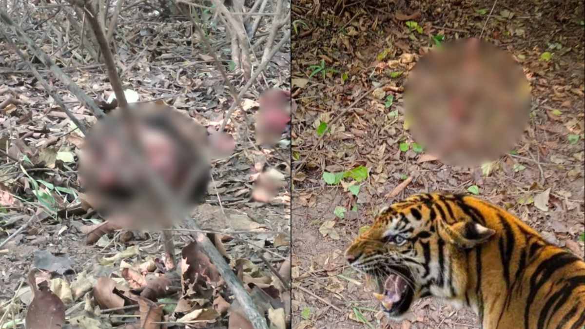 बांधवगढ़ टाइगर रिजर्व में बाघ ने किया एक और शिकार: मजदूर को बनाया अपना निकाला, सिर, उंगली और हाथ से हुई मृतक की पहचान