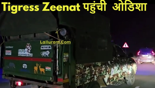 ओडिशा के सिमिलीपाल टाइगर रिजर्व में लाई गई Tigress Zeenat