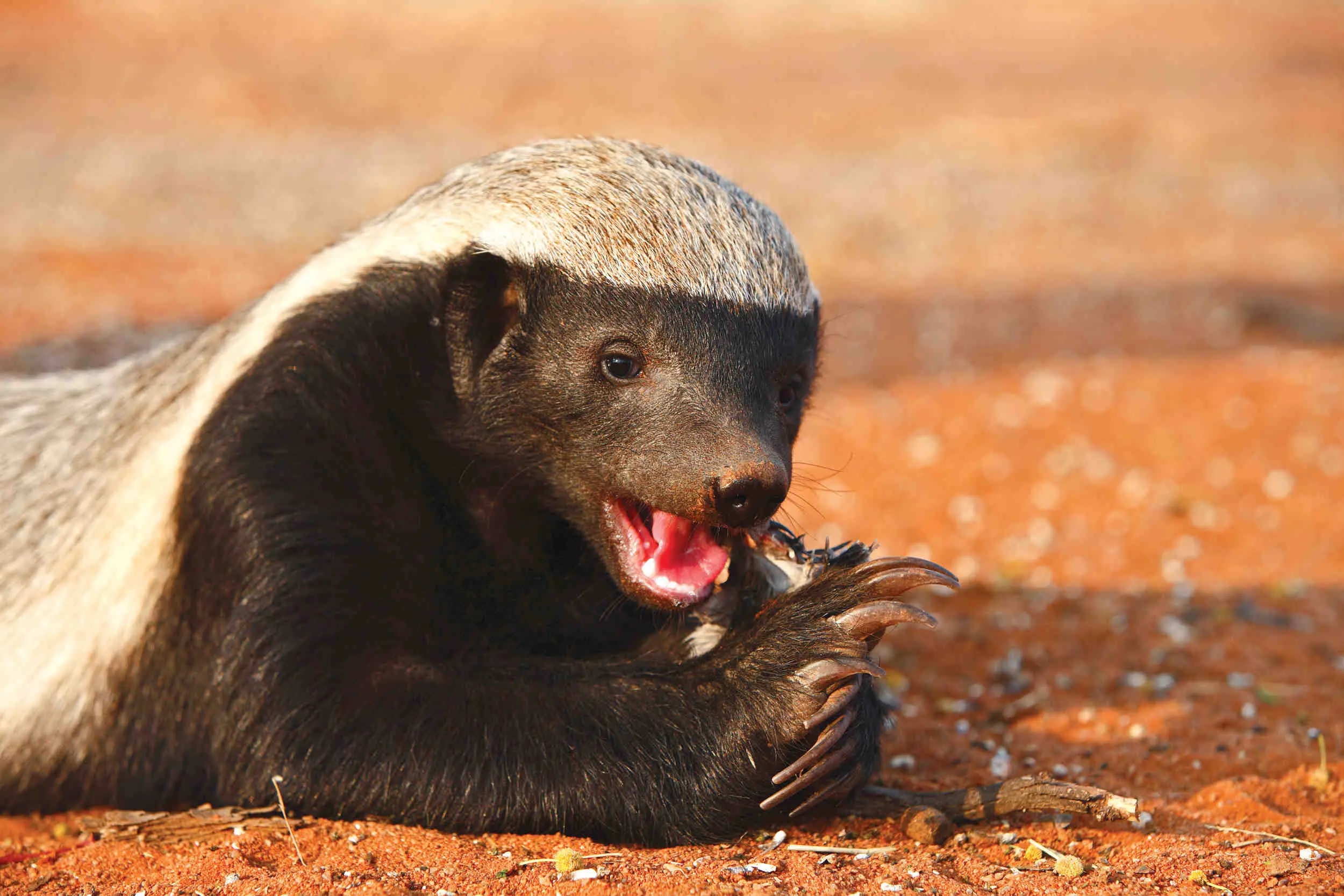 अफ्रीका में पाया जाता है Honey Badger, लेकिन ओडिशा में हुई मौत… दंग रह गया वन विभाग