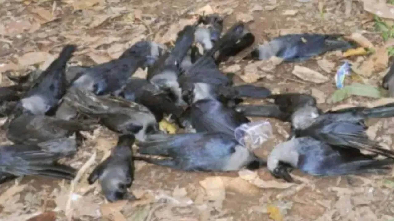 Bird flu: महाराष्ट्र में बर्ड फ्लू से दर्जनों कौओं की मौत, प्रशासन ने घटनास्थल को किया अलर्ट जोन घोषित