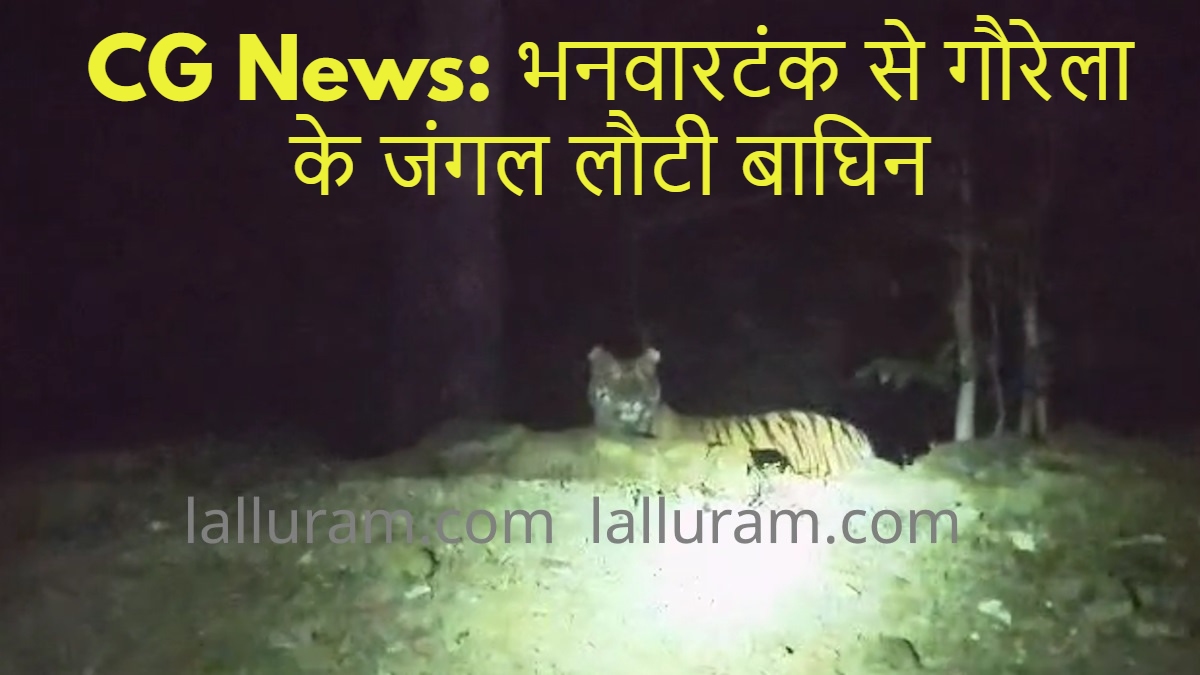 CG News: भनवारटंक से गौरेला के जंगल लौटी बाघिन