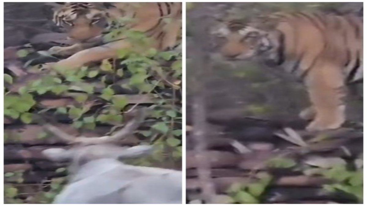 Panna Tiger Reserve: बाघ ने गाय को बनाया शिकार, राहगीरों ने मंजर को कैमरे में किया कैद, Video वायरल   