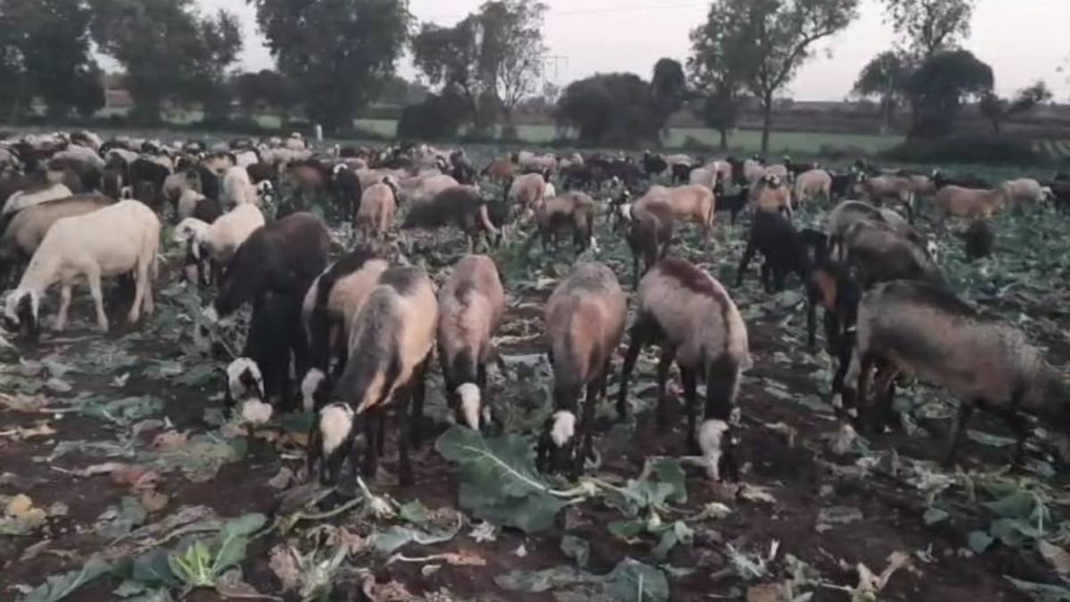 फूलगोभी का भाव गिरने से किसानों में मायूसी: मवेशियों को खड़ी फसल खिलाने को मजबूर, उचित दाम नहीं मिलने से कर्ज लौटाना हुआ मुश्किल