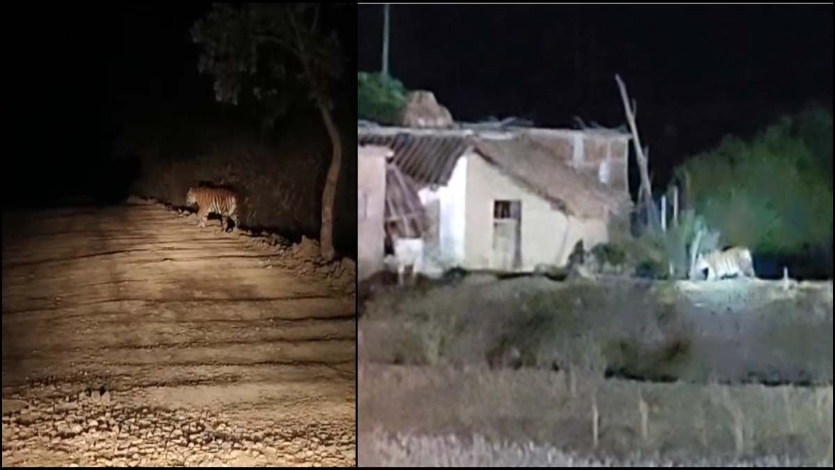 सावधान! इस क्षेत्र में फिर दिखा’आदमखोर’ टाइगर, घर के बाहर और कार के सामने देख दहशत में ग्रामीण, देखें वीडियो