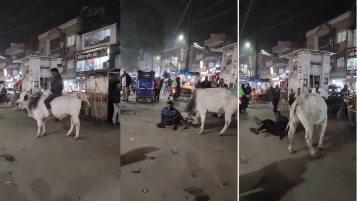 सांड, शराबी और शरारतः युवक ने जैसे ही खींची सांड की पूंछ, शराबी गिरा धड़ाम, सांड से ताकत की जोरआजमाइश, लोग बने तमाशबीन, वीडियो वायरल