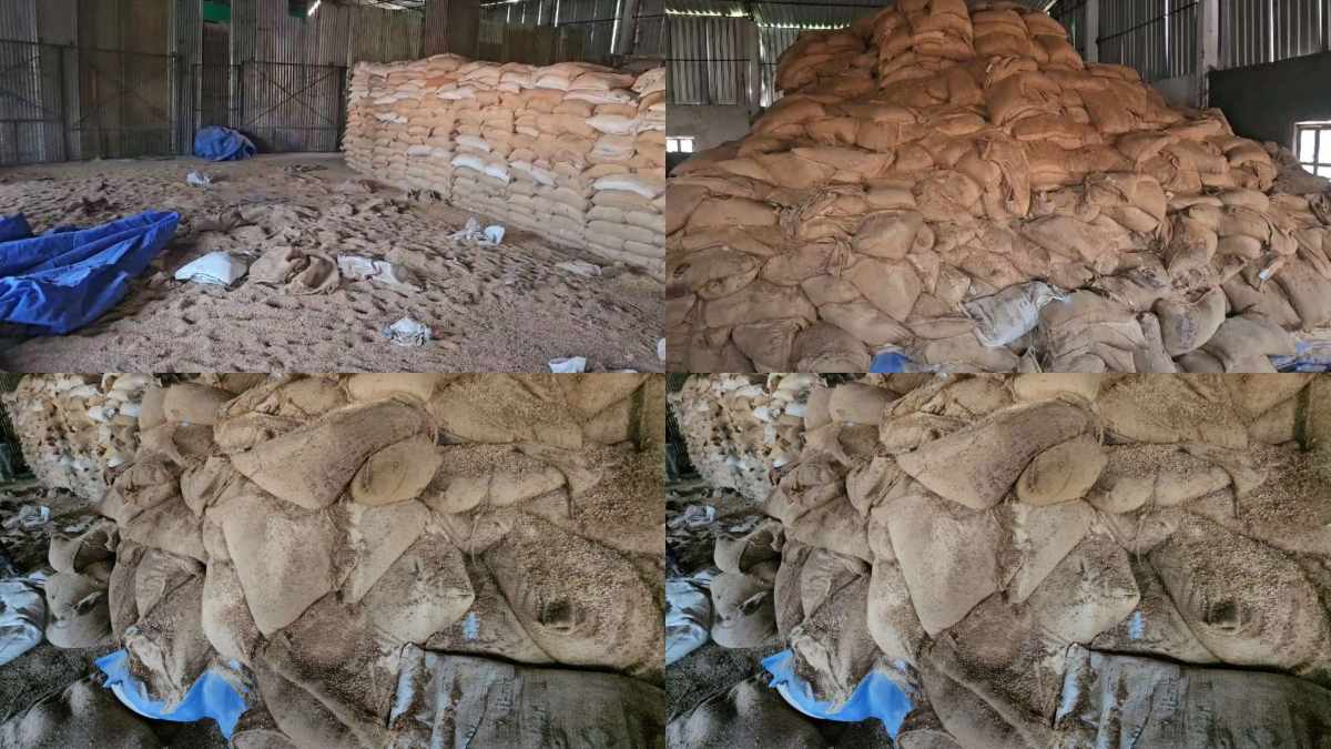 ये किसकी लापरवाही? 15 हजार क्विंटल से अधिक सरकारी अनाज बर्बाद, पड़े-पड़े सड़ गया करोड़ों का गेहूं