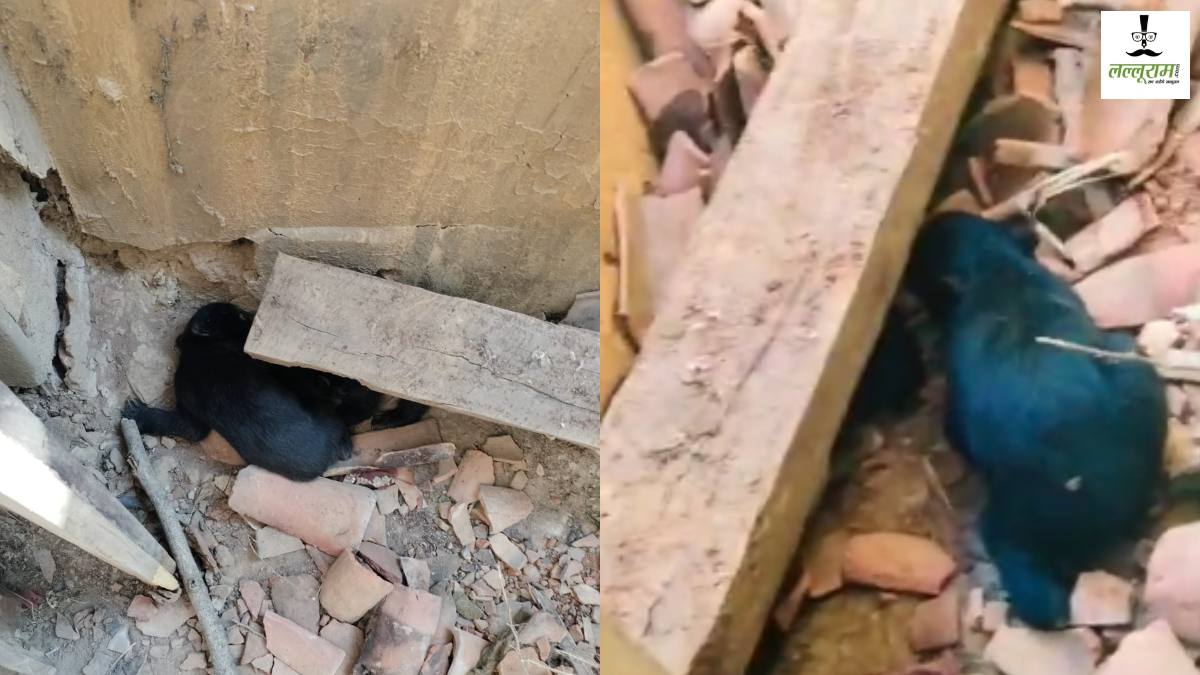 छत्तीसगढ़: भालू ने रिहायसी इलाके में शावकों को दिया जन्म, देखने पहुंचे ग्रामीणों पर किया हमला, देखें वीडियो…
